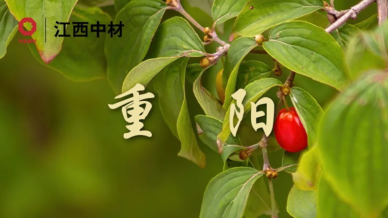 重阳 | 重阳登高望四方，金风送爽迎安康